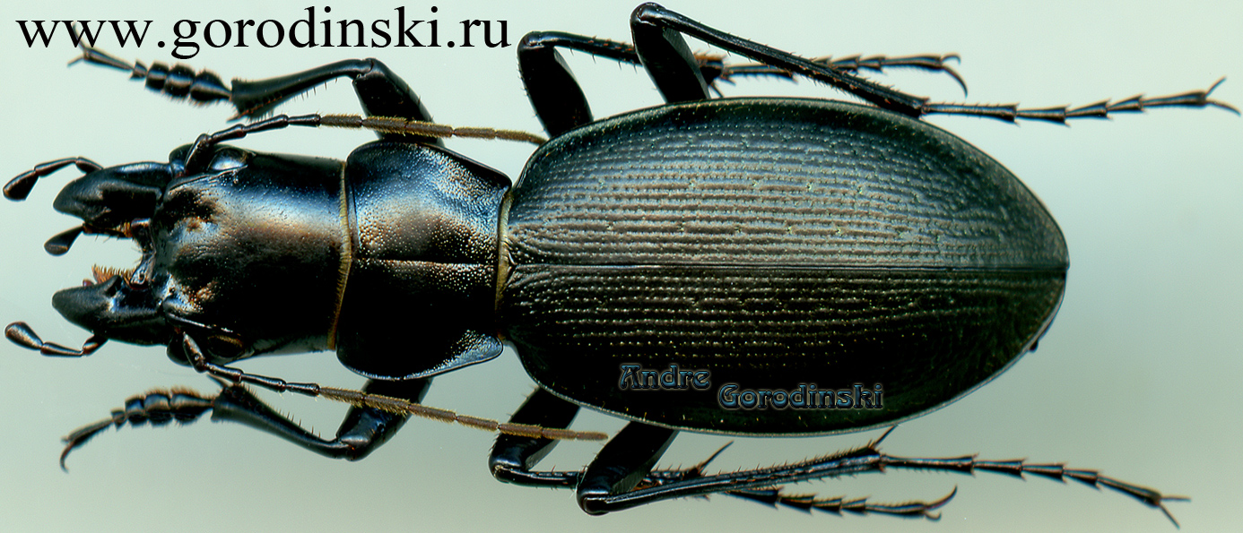 http://www.gorodinski.ru/carabus/Acathaicus alexandrae nanpingicus.jpg